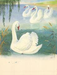 Иллюстрация "Лебедь"