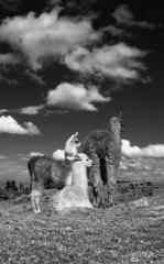 Llama dreams 1 (Сны ламы 1)