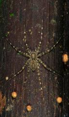 Amazon Spider (Амазонский паук)