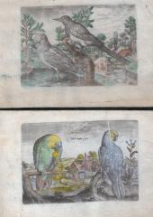Две гравюры с изображениями птиц