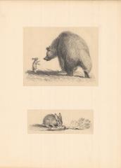 "Медведь и заяц" и "Заяц и морковка". Иллюстрации к книге «Зайка» (5)