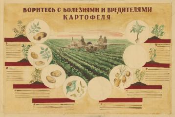 Эскиз плаката "Боритесь с болезнями и вредителями картофеля"