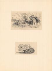 "Заяц и хорек" и "Заяц и капуста". Иллюстрации к книге «Зайка» (8)