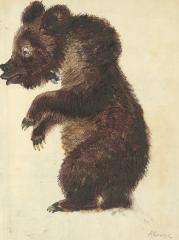Двусторонняя иллюстрация «Медведь» и «Печка»