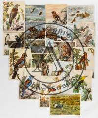 Сет из 55 открыток «Птицы»