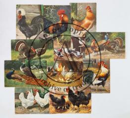 Сет из 11 открыток с домашними птицами.