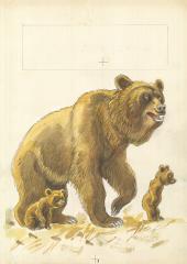 Медведица с медвежатами. Иллюстрация к книге Плитченко А. "Медведь и соболь"