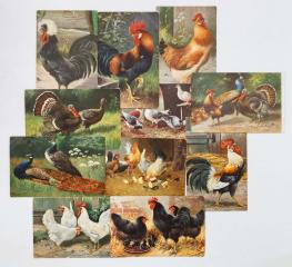 Сет из 11 открыток с домашними птицами.